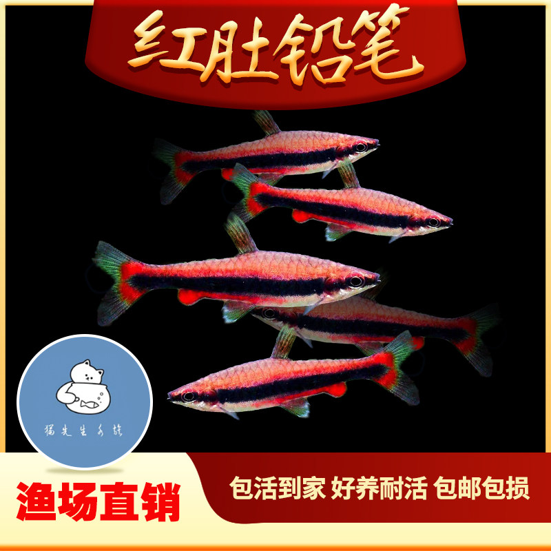 ���Ǧ����ɫǦ�����ͷ���Ǧ�ʵƳ�����ˮ�ݸ�Ⱥ��С���ȴ����� 33.52Ԫ��4��(��8.38Ԫ/��)