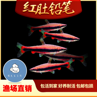 红肚铅笔橘色铅笔鱼红头红肚铅笔灯除藻鱼水草缸群游小型热带活体