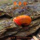 苹果螺除藻螺迷你观赏螺蜗牛工具螺水草缸除苔清理残食清洁螺 包邮