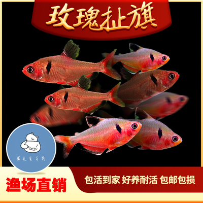 玫瑰扯旗鱼红鳍灯鱼红衣梦幻旗易饲养新手鱼水草缸混养活体热带鱼