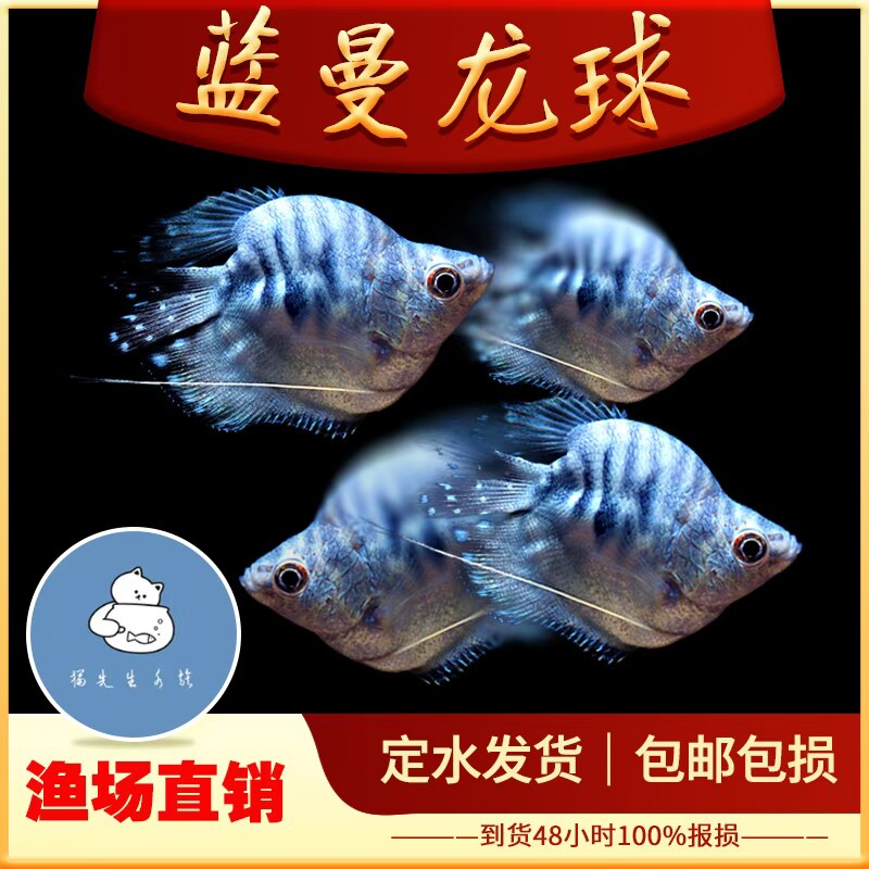 蓝曼龙球鱼黄金马甲球黄曼龙五彩珍珠马甲球鱼草缸小型热带观赏鱼
