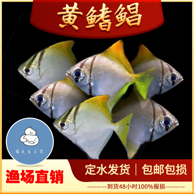 黄鳍鲳鱼银大眼鲳蝙蝠鲳珊瑚神仙鱼热带观赏鱼群游鱼活体淡水鱼