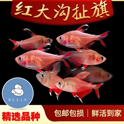 红大勾鱼白翅玫瑰红尾红衣梦幻扯旗南美造景风格群游鱼小型热带鱼