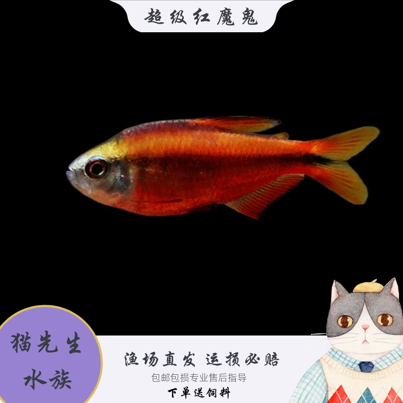 超级红魔鬼灯鱼活体 热带观赏草缸淡水原生小型灯科群游鱼
