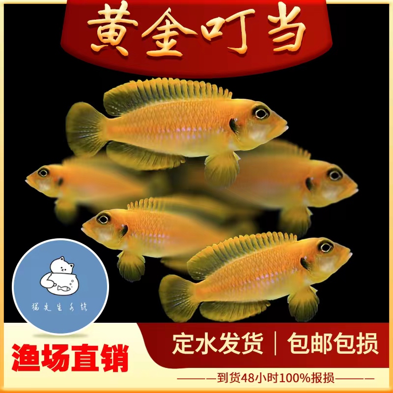 黄金叮当鱼三湖慈鲷卷贝坦鲷斑马贝黄帆天堂鸟棋盘凤凰鱼好养耐活