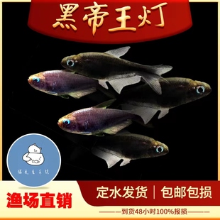 黑帝王灯鱼黄金帝王灯鱼灯科鱼群游水草缸热带淡水观赏鱼蓝国王灯