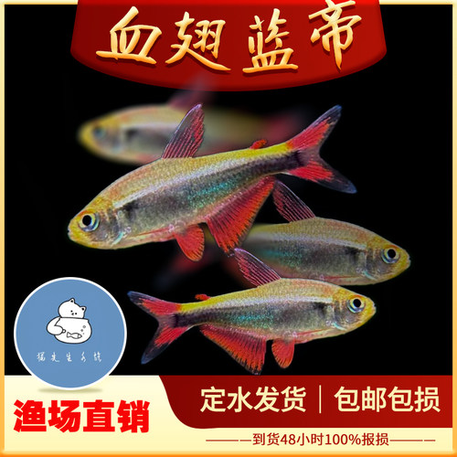 血翅蓝帝灯帝王灯黑帝王灯黑灯鱼蓝国王灯彩虹帝王灯淡水鱼灯科鱼