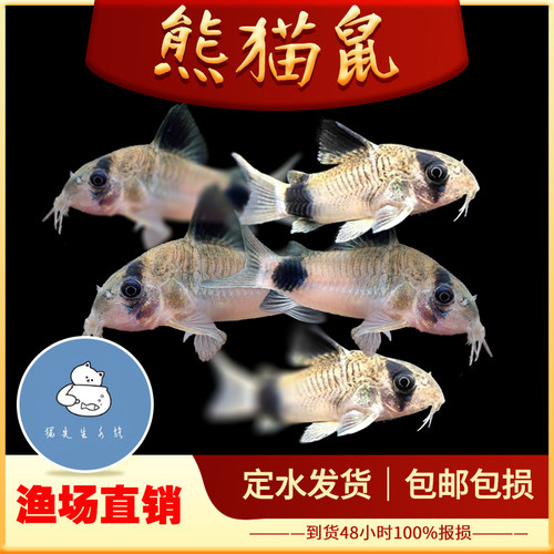 熊猫鼠鱼小型热带鱼底栖工具清洁吃屎清理垃圾鱼小老鼠宠物鱼活体