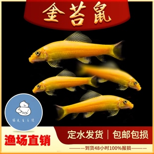 金苔鼠鱼清道夫淡水鱼清洁鱼热带鱼观赏鱼垃圾鱼好养除藻鱼工具鱼
