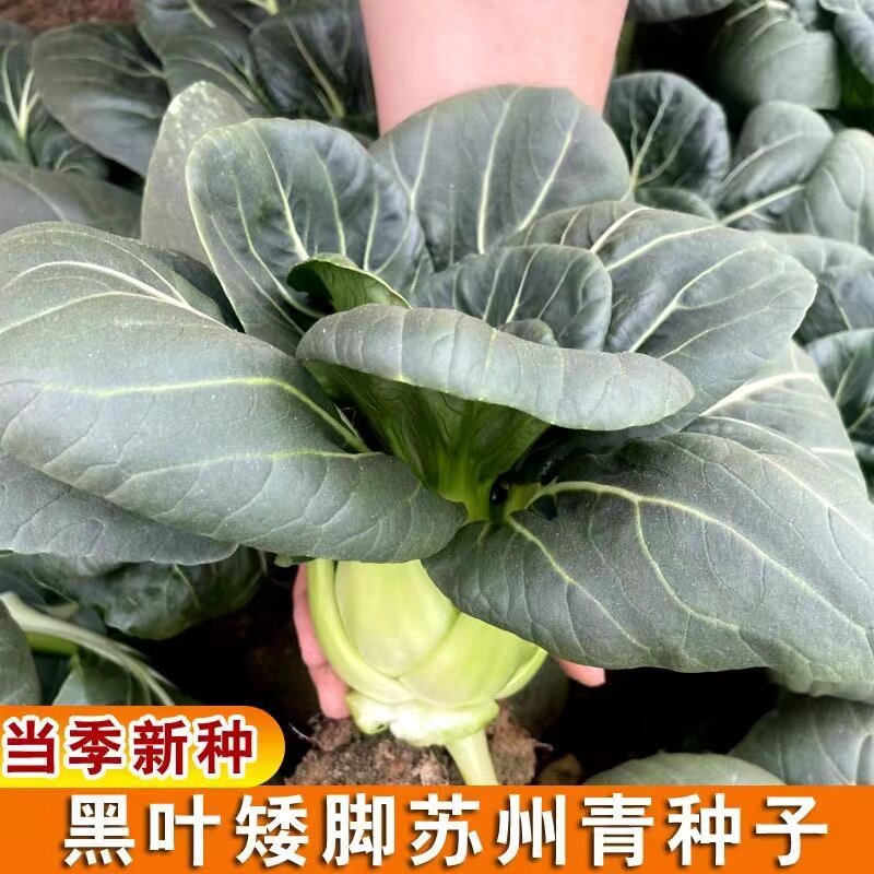 黑叶苏州青种子黑亮宝矮脚小青菜