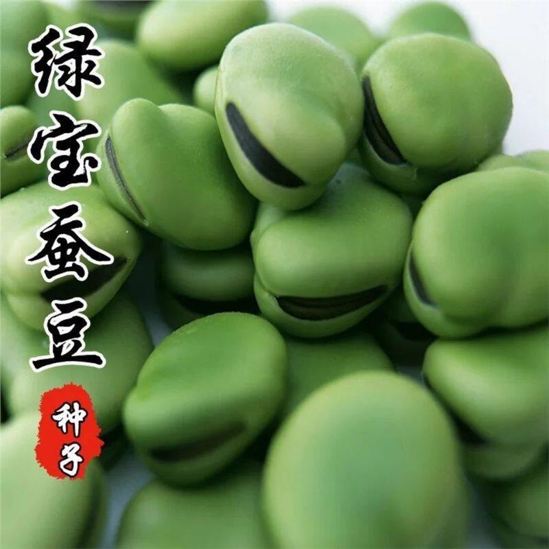 蚕豆种子北斗七星特大高产罗汉豆种籽春秋冬季播种早熟耐寒胡豆籽