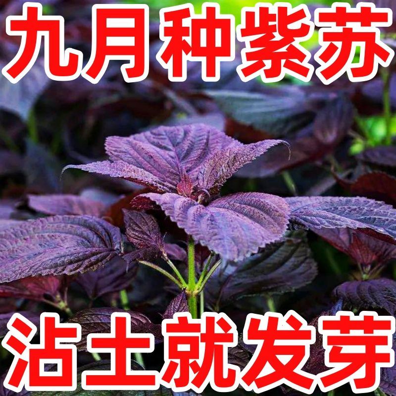四季食用紫苏种子大叶紫苏种子紫苏菜秋冬季耐寒庭院阳台蔬菜种子