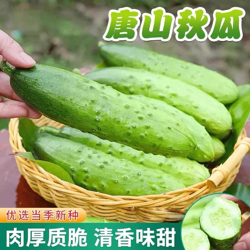 【唐山秋瓜黄瓜种子】唐秋一号水果黄瓜籽阳台秋黄瓜农家蔬菜种子