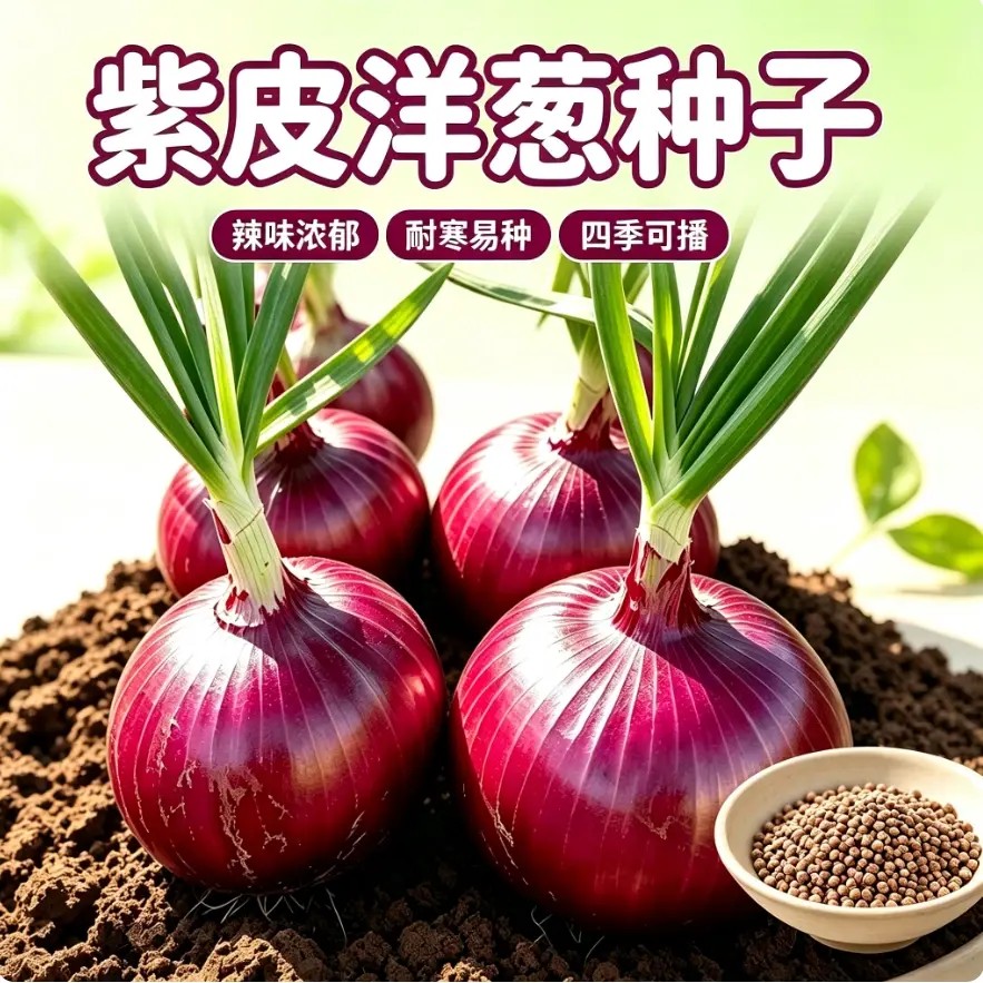 紫皮洋葱种子红皮圆葱种子不辣生吃脆甜耐寒田园农家秋冬蔬菜种子
