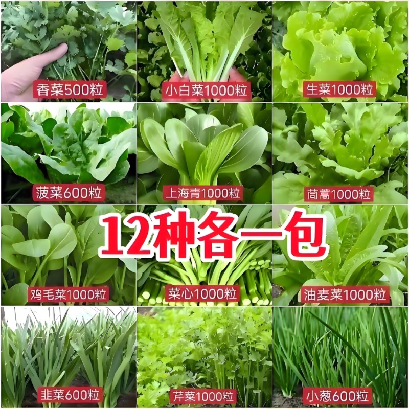 12种蔬菜种子耐寒四季香菜菠菜阳台盆栽生菜庭院种春秋季蔬菜种子