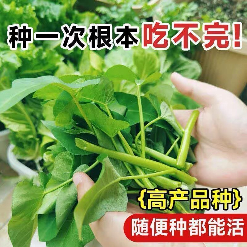 大叶空心菜种子通空心菜种子青梗可水培四季阳台盆栽耐热蔬菜种子