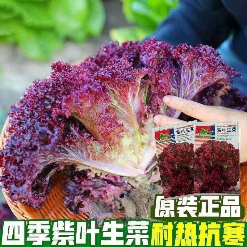 紫叶生菜种子春秋四季播阳台盆栽蔬菜种子紫红生菜种籽沙拉菜种子