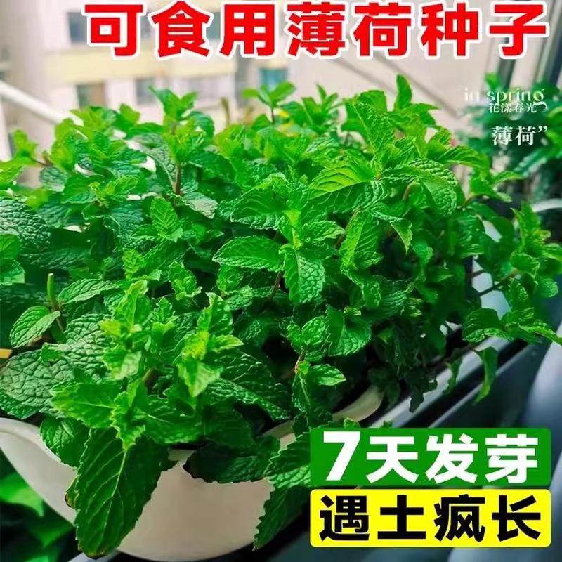 食用薄荷种子柠檬薄荷种子驱蚊花草植物种子四季阳台薄荷盆栽可食
