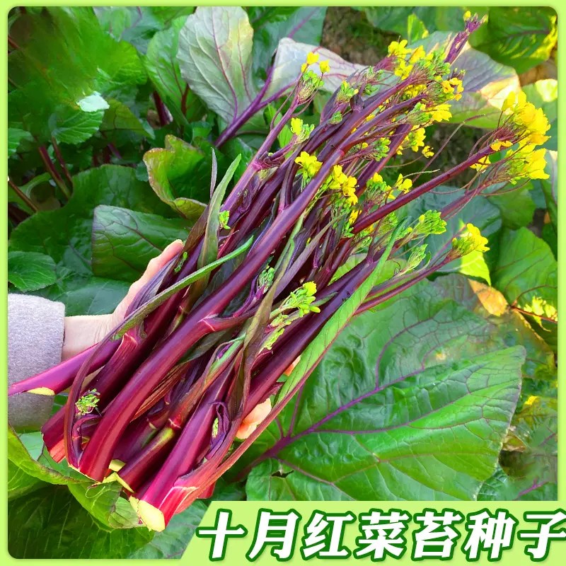 【红菜苔种子】耐寒秋冬广东白菜心种籽家庭种植四季播种蔬菜种子