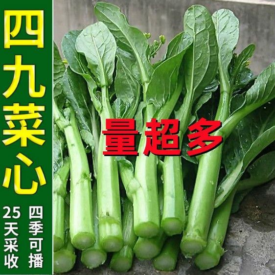 四九菜心种子四季种植耐热油青耐高温甜脆抗病连续采摘蔬菜种子