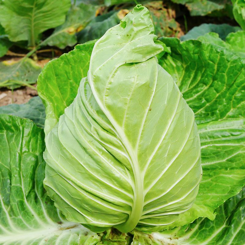 牛心甘蓝种籽抗热甘蓝种子耐热包心菜夏季卷心菜四季蔬菜种孑
