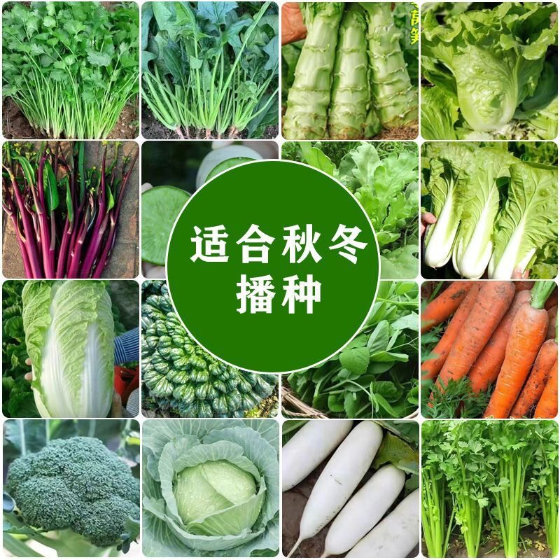 夏秋播家庭菜园盆栽蔬菜种子