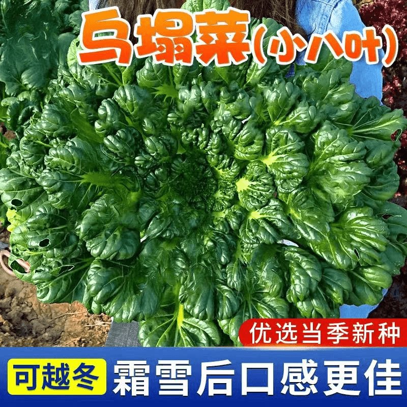 八叶寒花心秋耐小黑菜菊