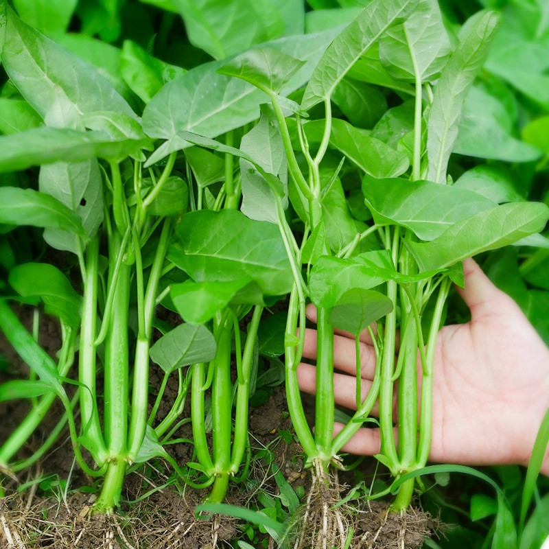 三叉空心菜种籽柳叶通心菜种子四季高产易种阳台盆栽大叶青菜种子