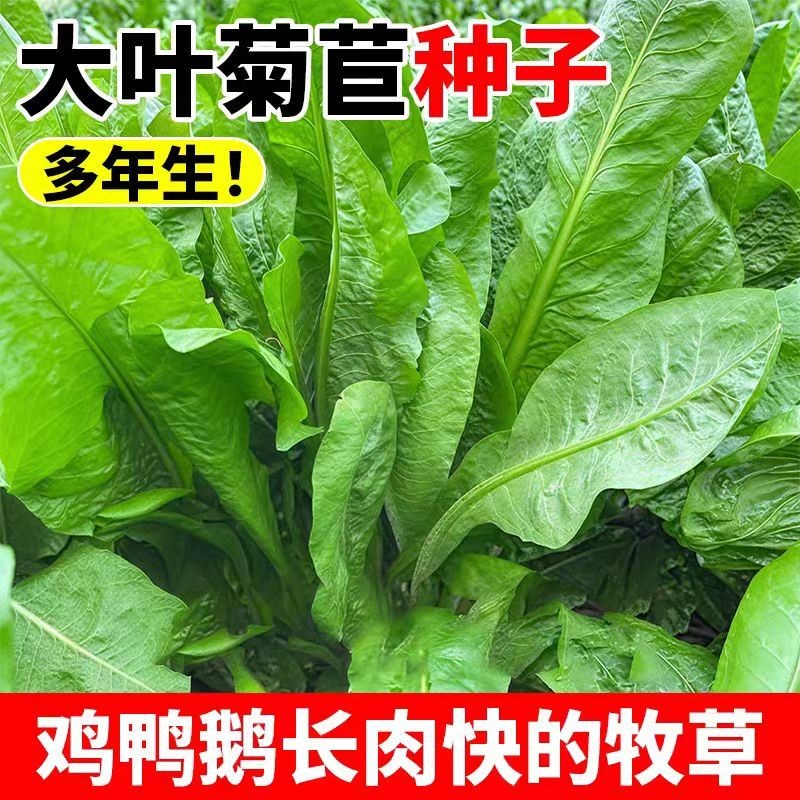 【大叶菊苣种子】四季可种大叶多年生兔猪牛鱼鸡鸭鹅爱吃四季牧草