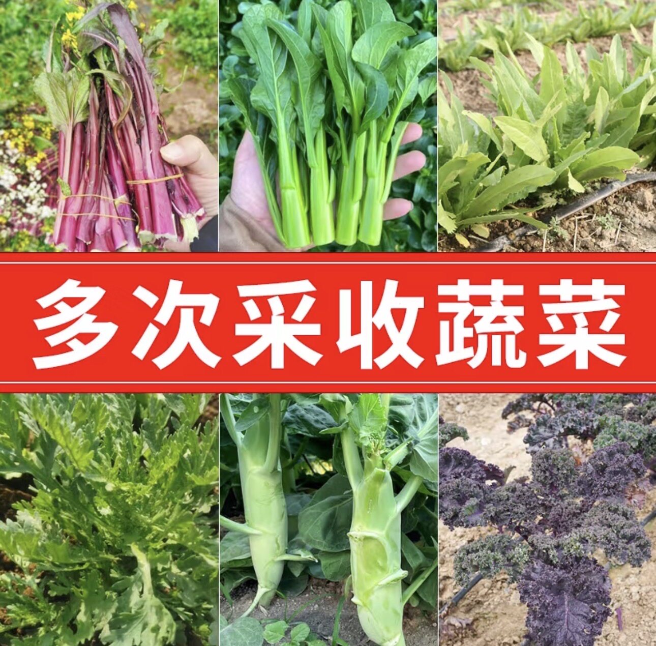 四季蔬菜种子大全家庭菜园盆栽