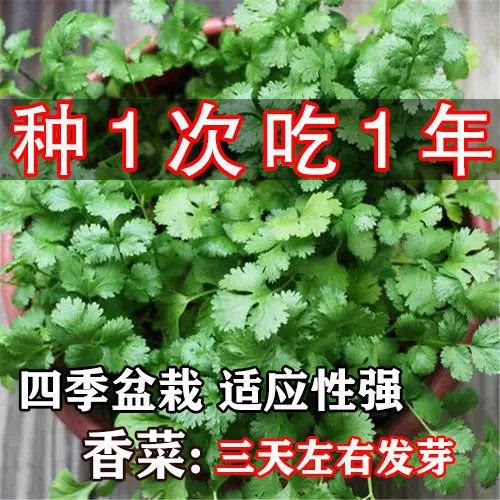 四季小香菜种子阳台室内花卉
