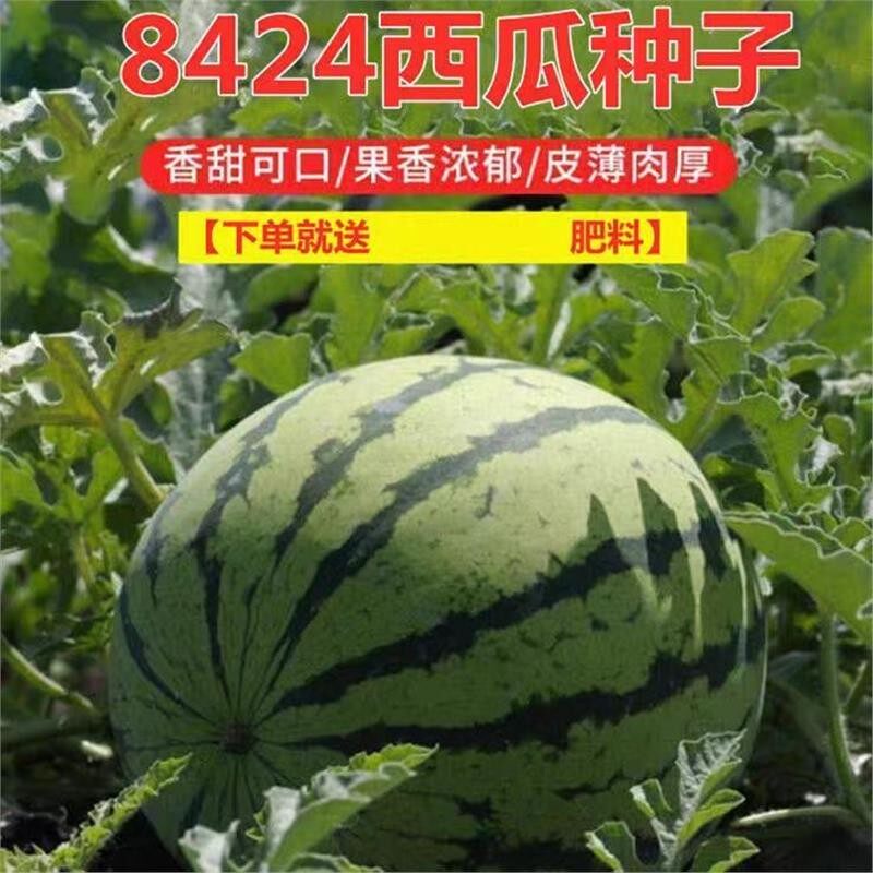 8424麒麟西瓜种子无籽高产冰糖懒人西瓜种子南方四季蔬菜水果种子