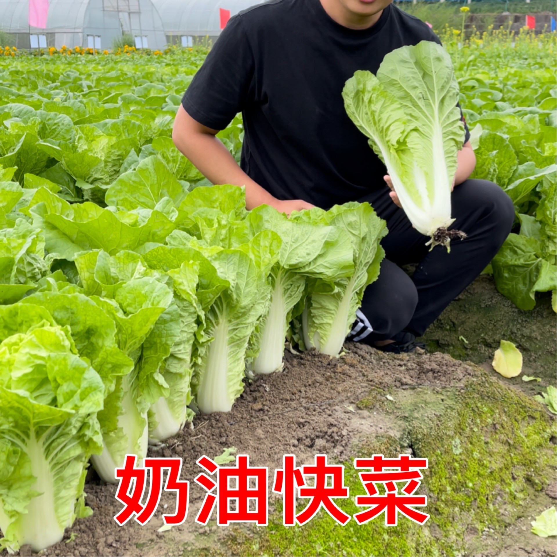 【25天采收】奶油快菜种子，四季种植，阳台庭院均可种植