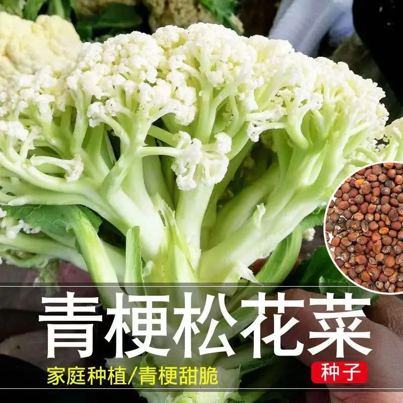 青梗松花菜种子花菜散花菜种籽阳台庭院种植家庭秋冬耐寒蔬菜种子