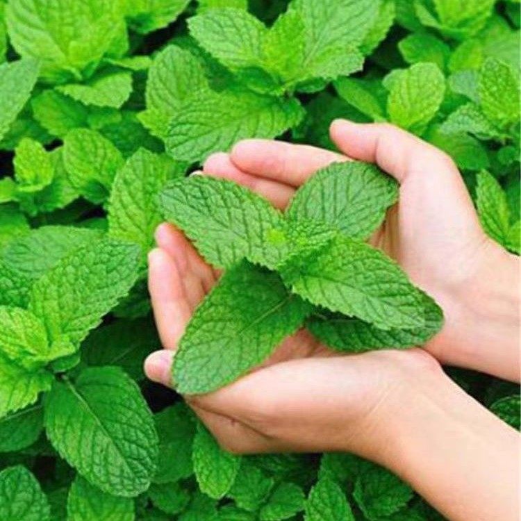 食用薄荷种子柠檬薄荷种子驱