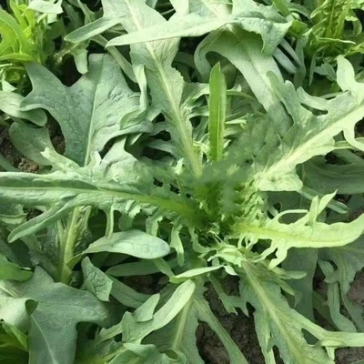 四季花芽甜麦菜种子花叶开丫苦麦菜苗甜脆爽口庭院四季蔬菜种子籽