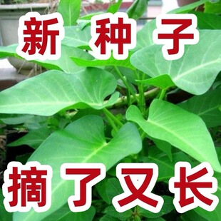 大叶空心菜种子通空心菜种子青梗可水培四季阳台盆栽耐热蔬菜种子