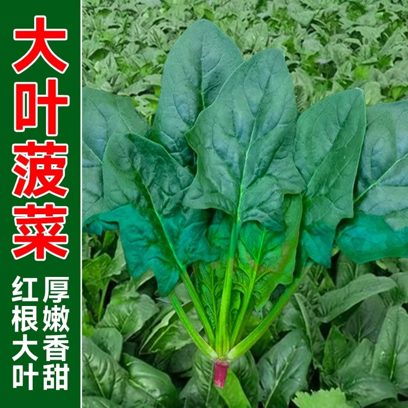大叶菠菜种子四季易种原生态菠菜籽种子抗病耐热耐寒越冬蔬菜种子