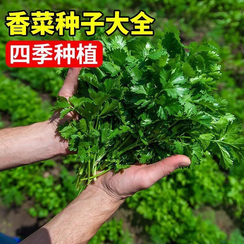 香菜种子大全老品种耐寒菠菜大白菜萝卜羽衣甘蓝籽种四季蔬菜种孑