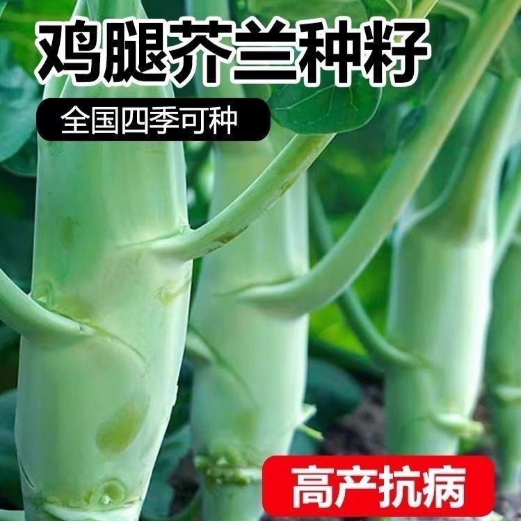 鸡腿芥蓝种子耐寒高产正宗广东芥兰菜种子四季芥菜籽秋播蔬菜种子