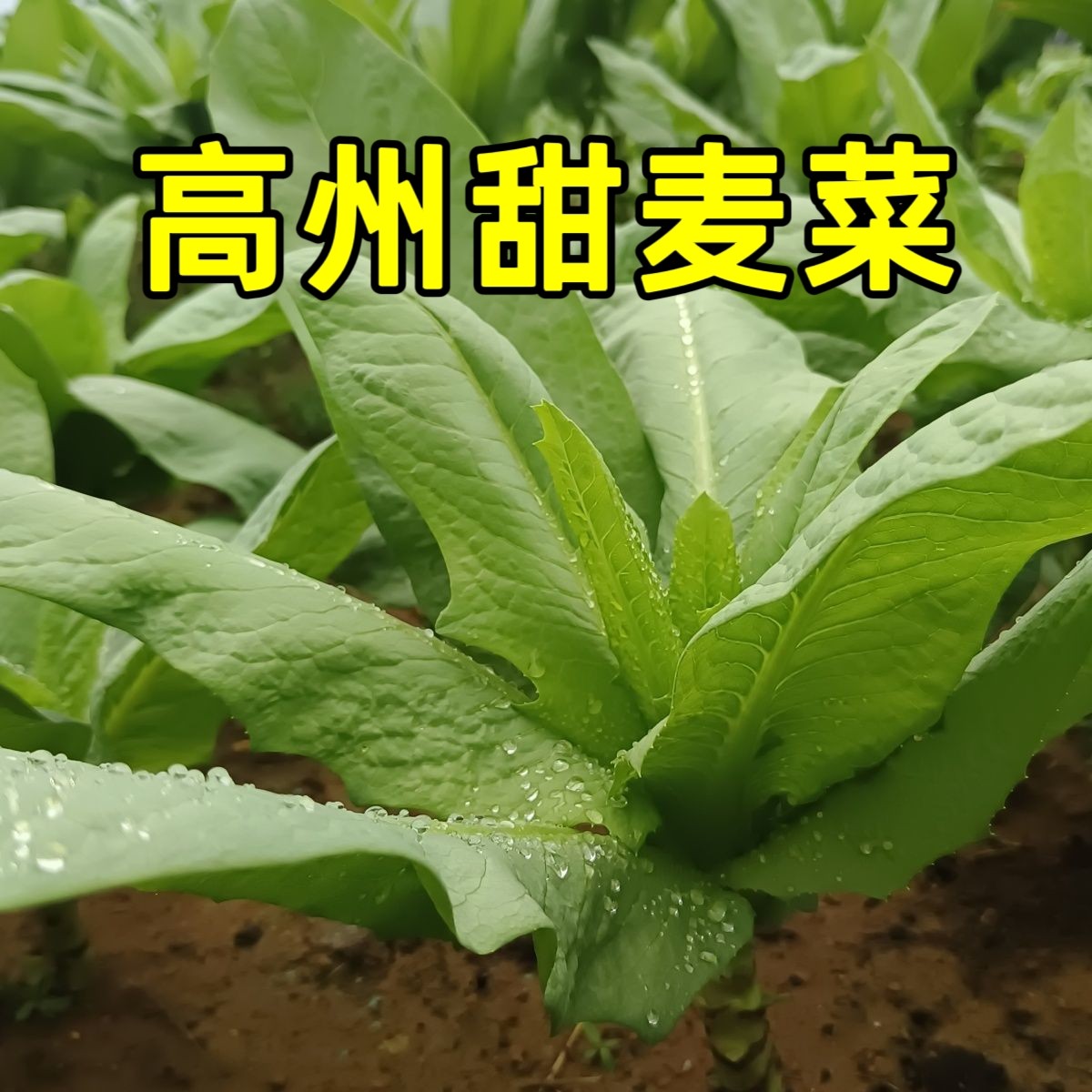 高州大叶甜麦菜种子苦麦菜苗大田南方生长抗病秋冬季耐寒四季耐热