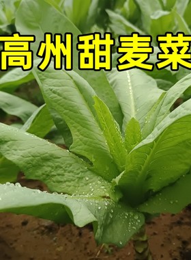 高州大叶甜麦菜种子苦麦菜苗大田南方生长抗病秋冬季耐寒四季耐热