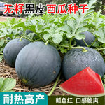 黑皮无籽西瓜种子超甜薄皮西瓜红瓤高产庭院水果种子春夏四季蔬菜