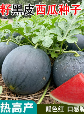 黑皮无籽西瓜种子超甜薄皮西瓜红瓤高产庭院水果种子春夏四季蔬菜