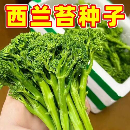 西兰苔种子西兰苔秧苗花菜芥菜苔西兰花种子四季耐热耐寒蔬菜种子