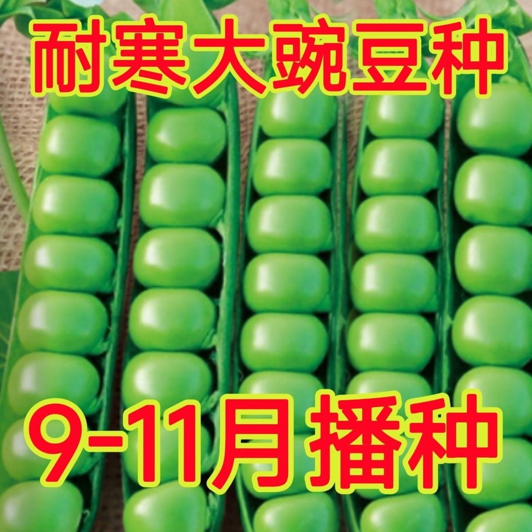 甜脆豌豆种子种籽青碗豆种青豆高产庭院农家四季秋冬季孑蔬菜种子