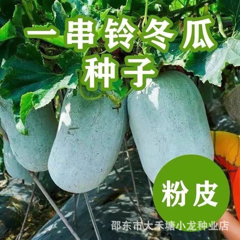 一串铃冬瓜种子白皮小冬瓜蔬菜种籽粉皮高产农家菜园四季阳台大田