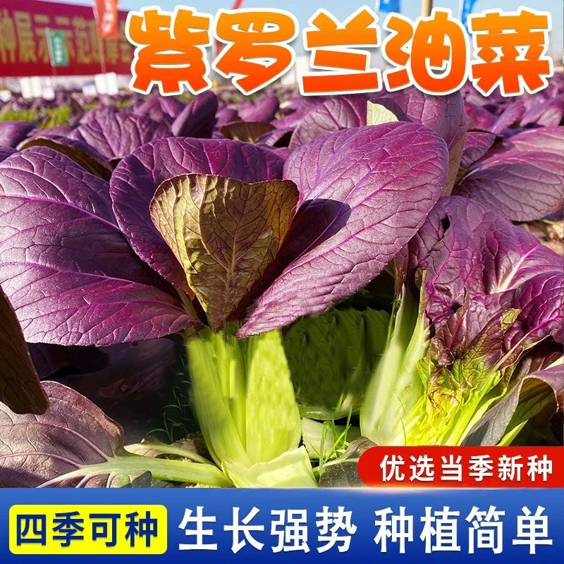 超耐热紫罗兰紫油菜种籽紫色上海青小青菜四季播阳台盆栽蔬菜种子