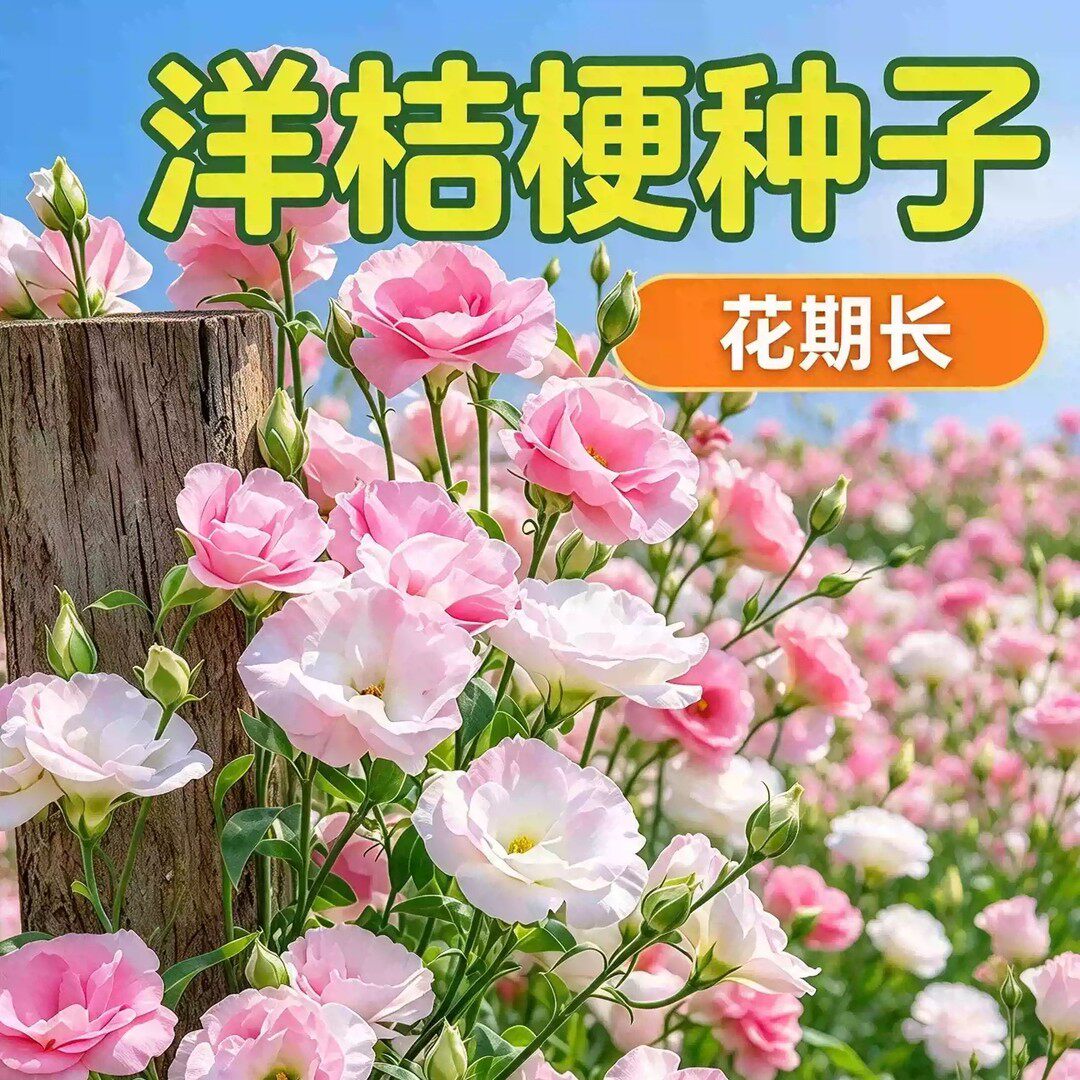 重瓣洋桔梗种籽混色四季播种庭院室内外盆栽新手好养易种植活种子