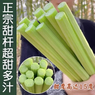 甜高粱农家老品种绿皮高粱春夏小甘蔗脆甜多汁高产简单耐热四季